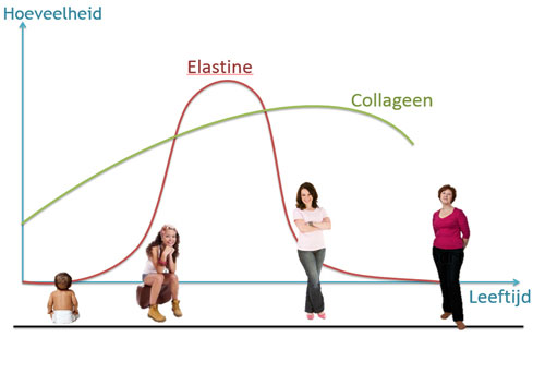 Elastine Curve