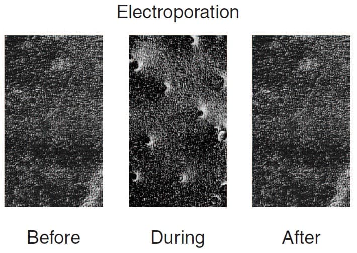 Electroporation voor en na