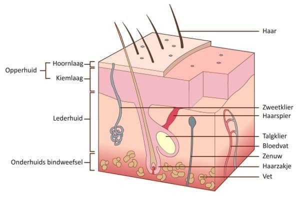 huidstructuur antiaging ronse